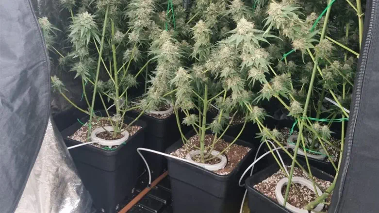 הקנאביס שנתפס