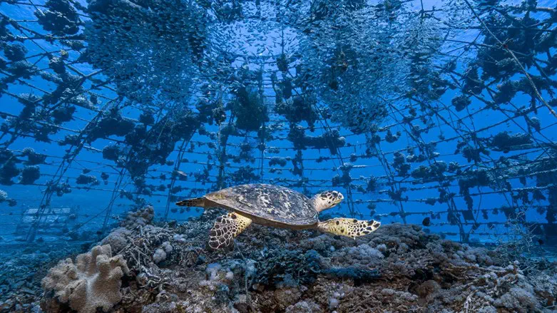 תערוכת טבע - מקום ראשון