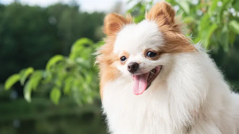 Pomeranian