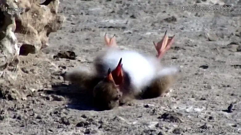 אלף אפרוחים מתו