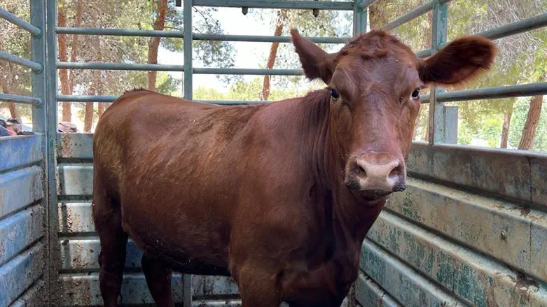 A red heifer brought to israel last month