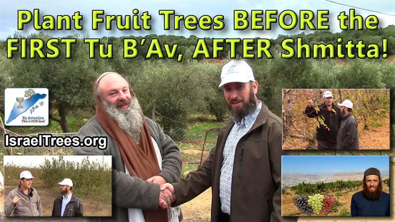 What does Tu B'Av have to do with Fruit Trees?