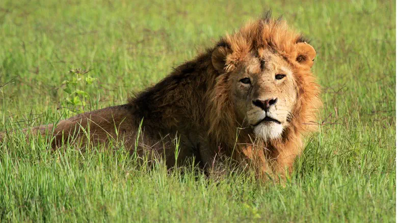 אריה, LION