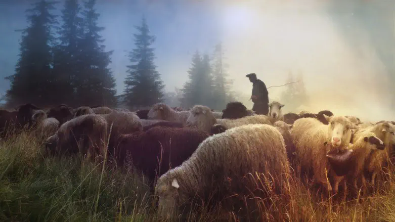 Shepherd