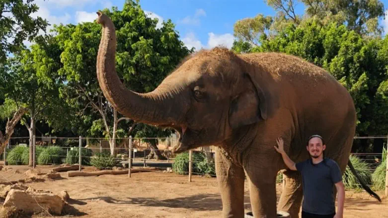 חנמאל עם הפיל