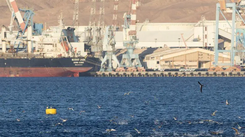 שחפיות מפרץ אילת