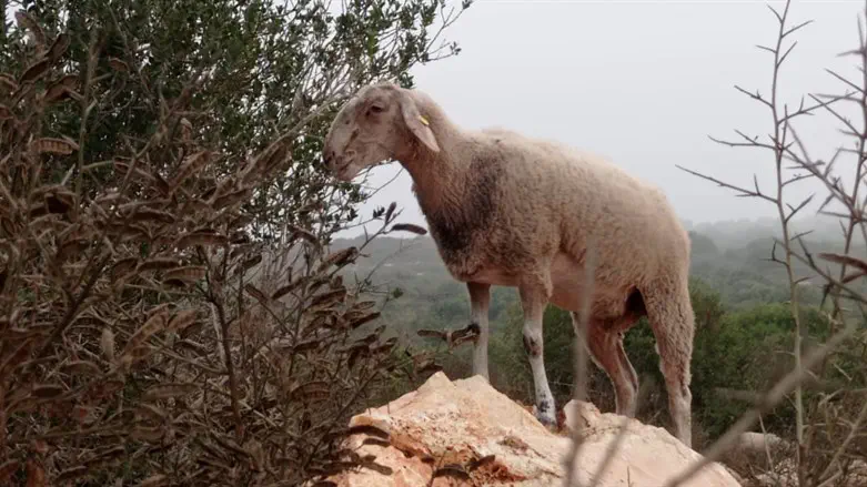 The agricultural farm