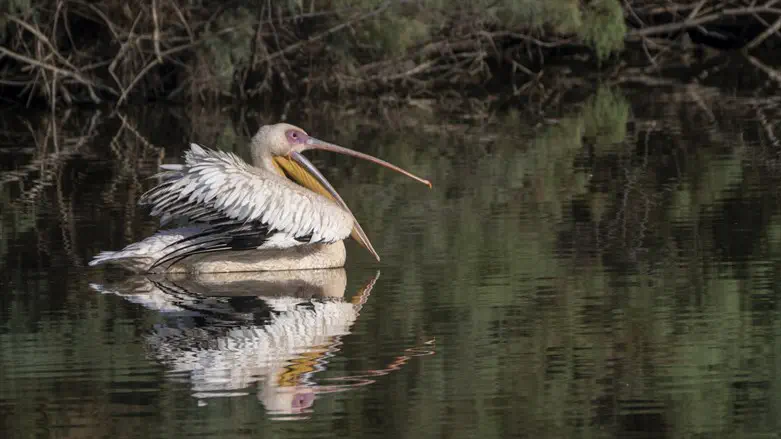 צפרתון קק"ל