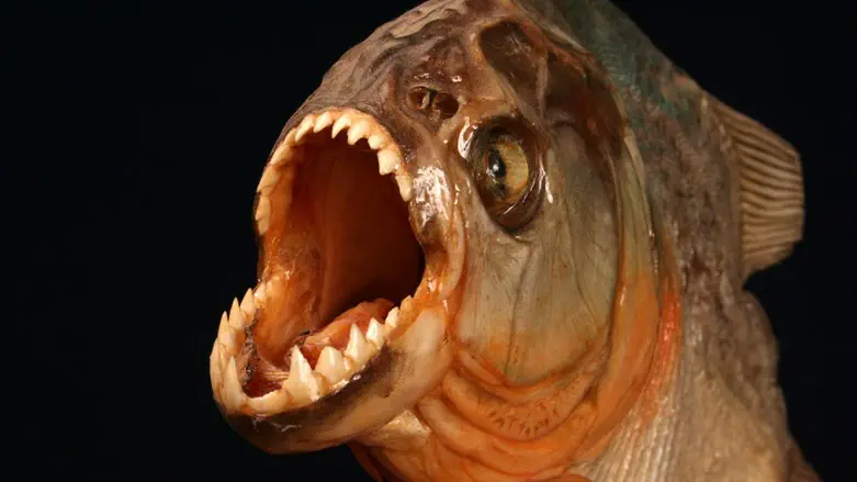 predatory fish (illustration)