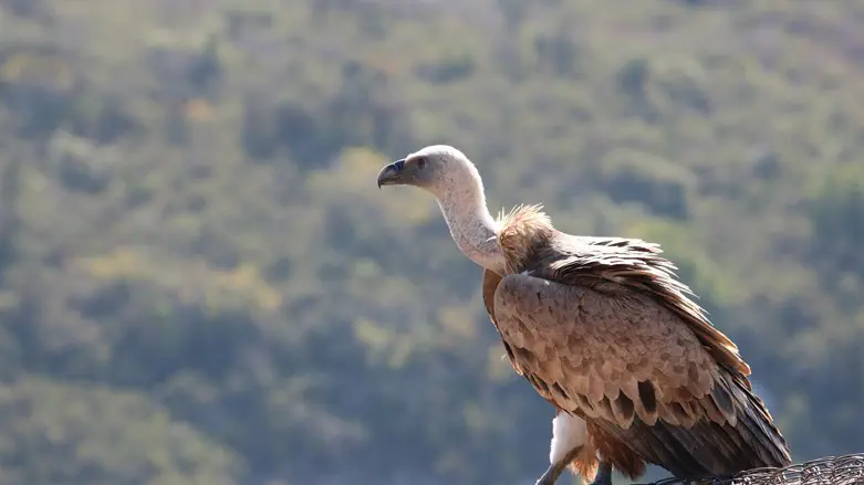 Стервятник (иллюстрация)