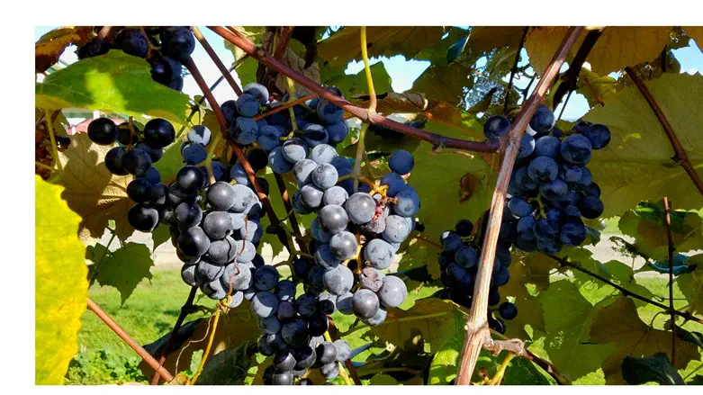 grapes on the vine