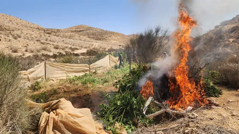 burning the drug seedlings