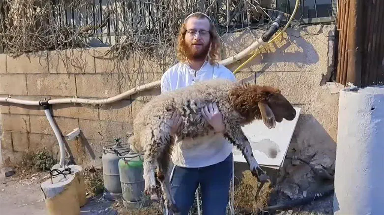 Еврей, несущий ягненка на Храмовую гору