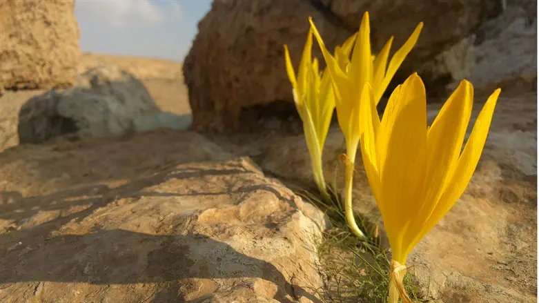 חלמוניות בירוחם