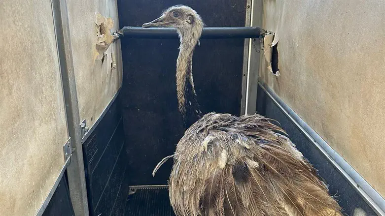 הננדו שפונה מבארי