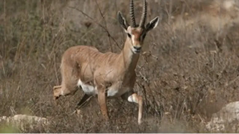 גם הוא כלול ברשימה? צבי ארצישראלי
