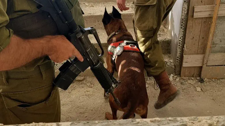 IDU working dog checks a building in southern Israel
