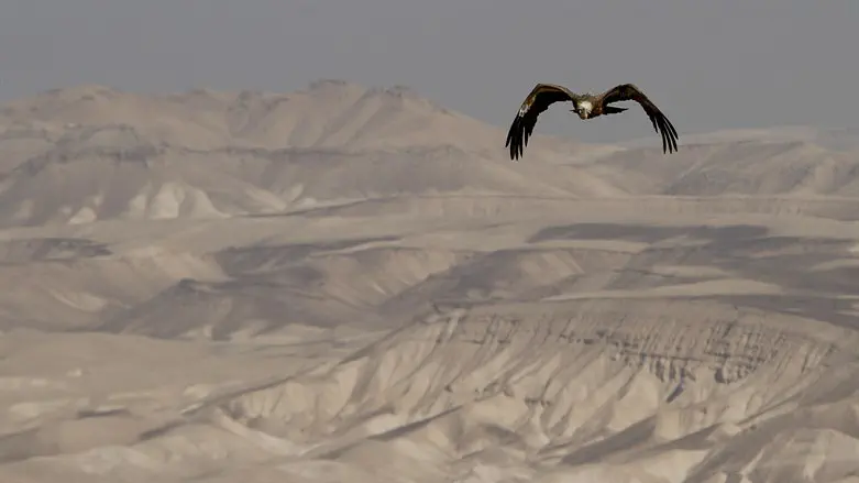 Vulture in Judean Desert