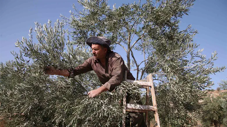 מסיק זיתים