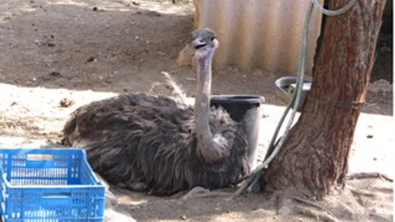 בת יענה יען