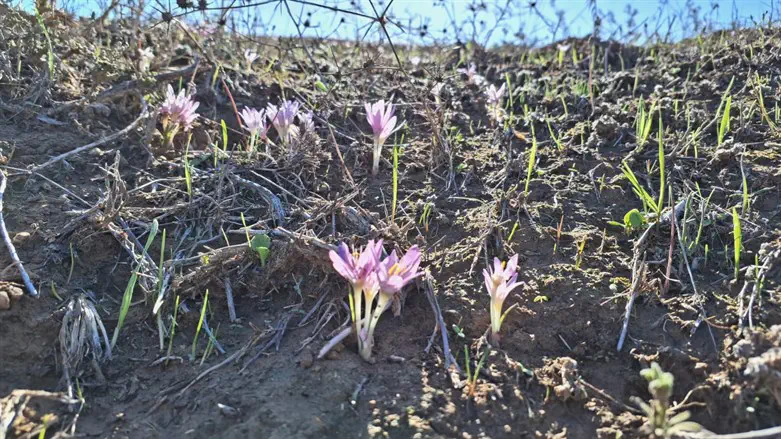 סתווניות ביער רעים