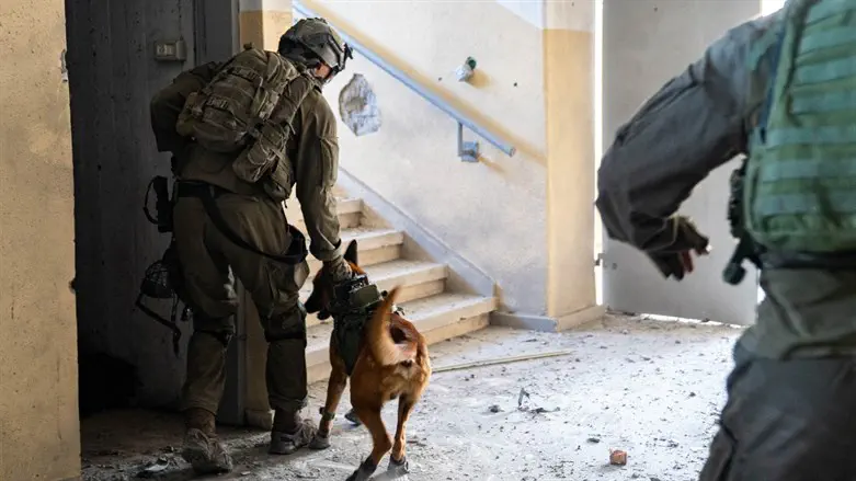 dogs save lives in Gaza