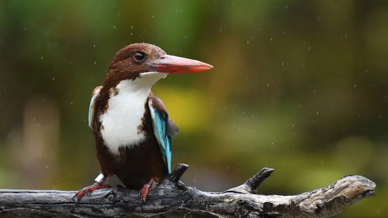 שלדג לבן חזה