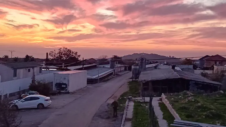 האדמה של זרעית