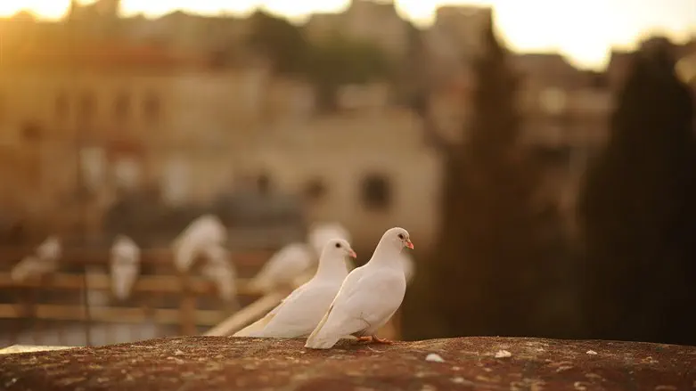 הבטחתם יונה, קיבלנו עיט. אילוסטרציה