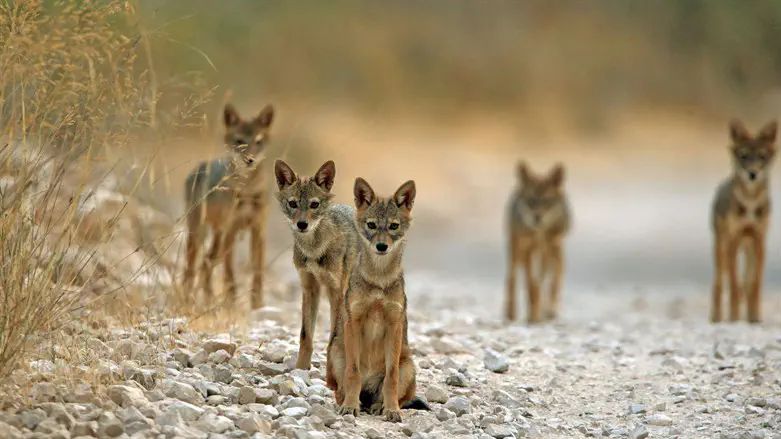 תנים. ארכיון