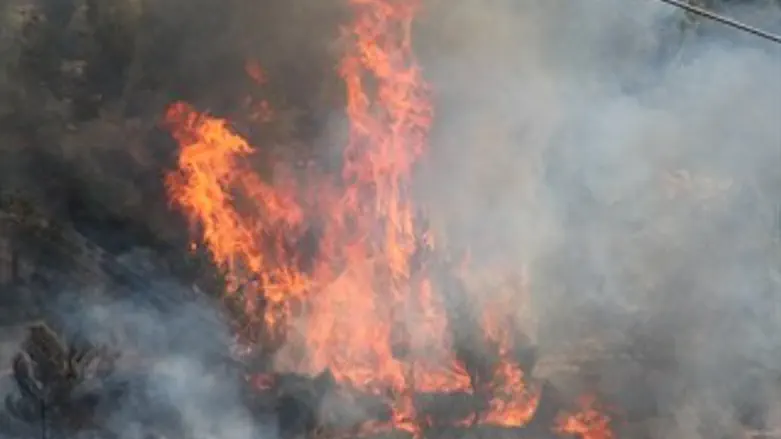 אש, שריפה, יער יער ירושלים 