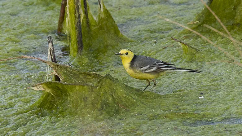 The hybrid bird