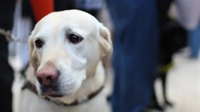 לא עולה למונית.