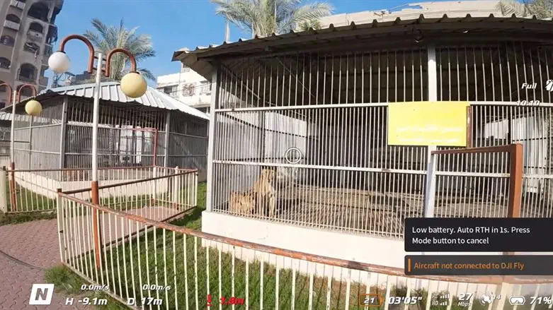 הלביאה בעזה