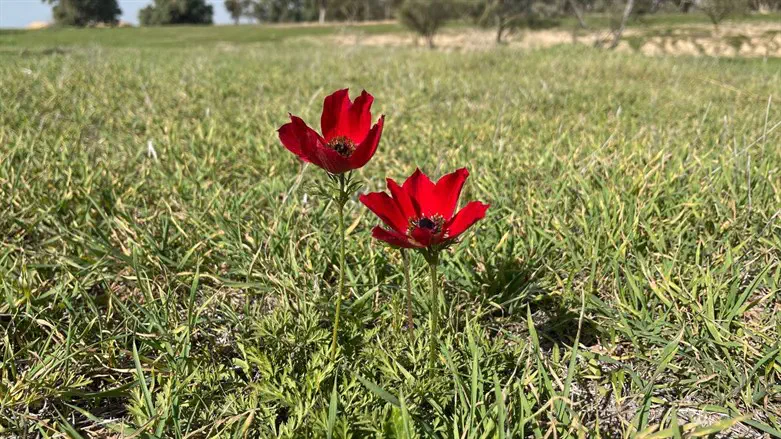 כלניות בנגב