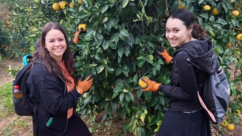 Volunteers pick fruit to help Israeli farmers
