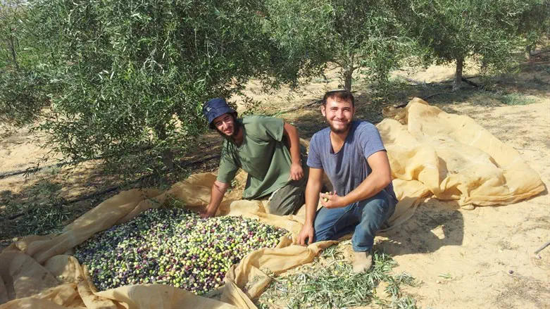 בחורי ישיבת 'נטע ימינך' בעבודה חקלאית