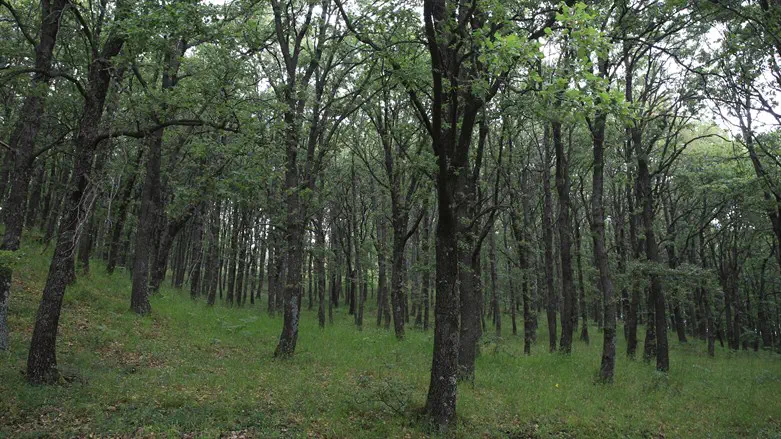 אתחלתא דגאולה בימינו מתאפיינת בכך שא"י התחילה לפרוח עם בוא החלוצים ומני אז א"י פורחת