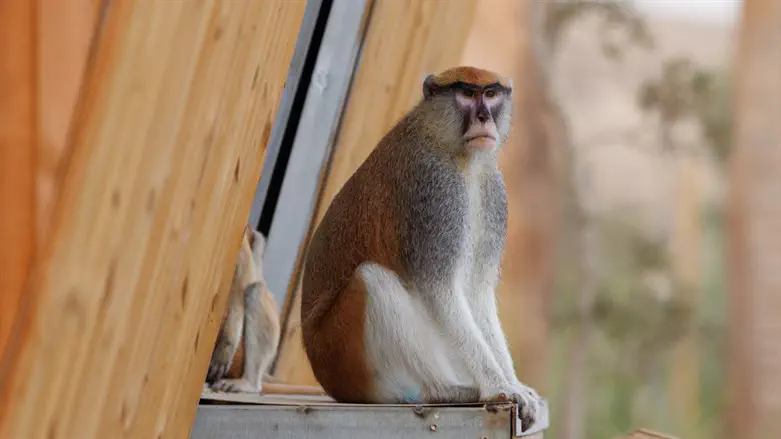בבוניים במדבריום