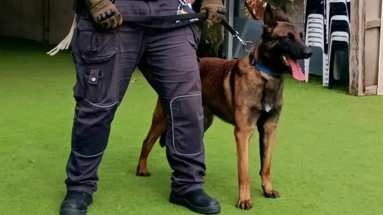 Beitar Ilit's new security dog