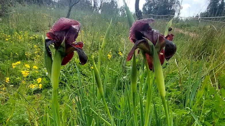 אירוס הארגמן ביער האילנות
