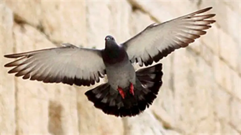 Голубь. Иллюстрация