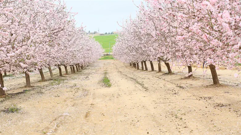 פריחת השקדיות