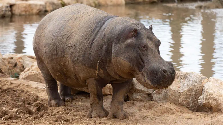 היפופוטם בפארק מדבריום
