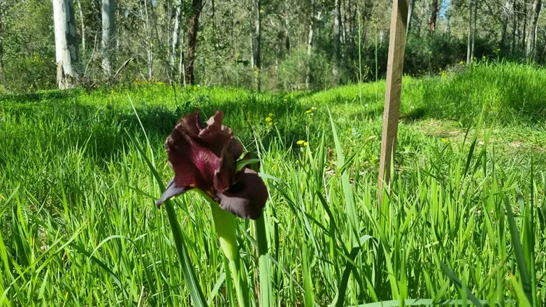 פריחת האירוסים