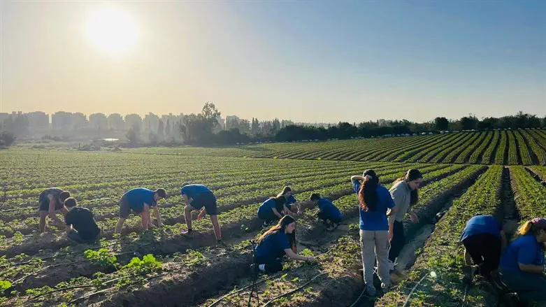 התנועה החדשה בהתנדבות בחקלאות.