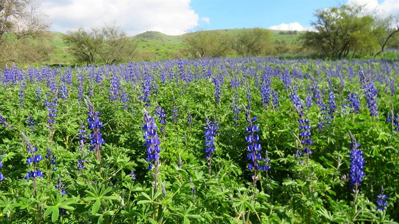 פריחת תורמוס כחול