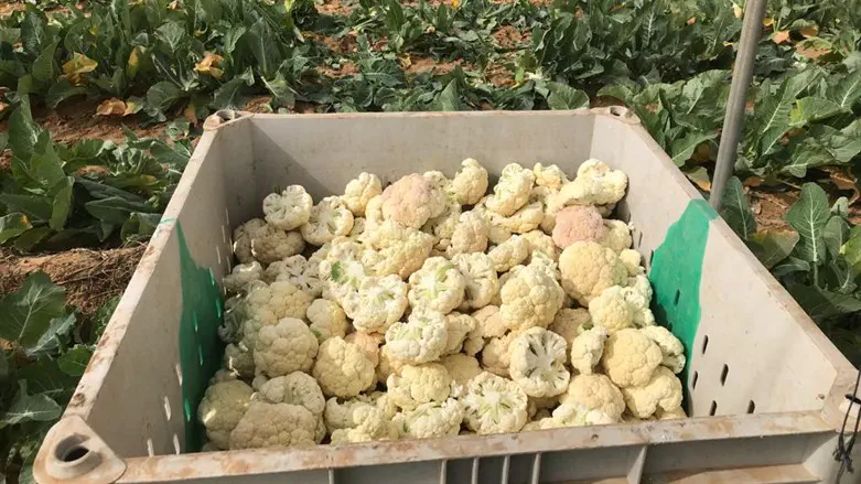 Israeli Farmers Are Plowing on