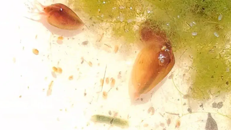 בוצנים בסקר מודיעין