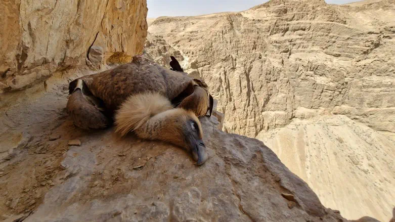 הנשר שכנראה הורעל ומת